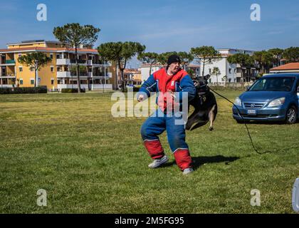 USA Navy Military Working Dog (MWD) Szana nimmt am 12. März 2022 an einer Kompetenzdemonstration mit Master-at-Arms 3. Class Nikolis Bullock an Bord der Naval Support Activity (NSA) Naples Support Site in Gricignano (Italien) Teil. Die Demonstration der Fähigkeiten war Teil der K-9-Veranstaltung zum Veteranentag des MWD-Sicherheitsteams der NSA Neapel, die zum Gedenken an den Dienst und die Opfer der amerikanischen Militär- und Arbeitshunde stattfand und die Mitglieder der NSA Neapel-Gemeinde über das MWD-Programm aufklärte. Die NSA Neapel ist ein operativer Stützpunkt an Land, der es den US-Streitkräften, den alliierten Streitkräften und den nationalen Partnern ermöglicht, dort zu sein, wo sie gebraucht werden Stockfoto