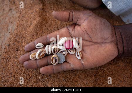 Cowrie-Muscheln sind Teil von Ritualen in Afrika. Cowrie Shells wurde zu einem beliebten Werkzeug bei Zeremonien. Stockfoto