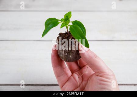 Sämling von Paprika in Torftablette mit gut entwickelten Wurzeln. Stockfoto