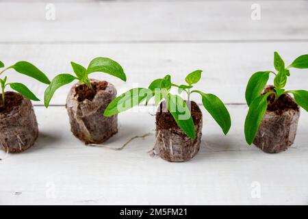 Die Wurzeln der Paprika-Setzlinge sind in einer Torftablette gut entwickelt. Stockfoto