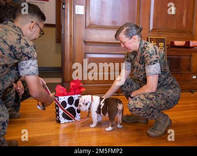 Brigg. General Julie L. Nethercot, kommandierender General, trifft das neue Depot-Maskottchen auf Marine Corps Recruit Depot Parris Island, S.C., 14. März 2022. Opha Mae wird eine Ausbildung absolvieren, um das neue Depot-Maskottchen zu werden. Stockfoto