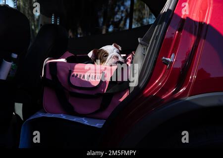 Rct. Opha Mae II. Trifft am 14. März 2022 beim Marine Corps Recruit Depot Parris Island, S.C. ein. Opha Mae wird eine Ausbildung absolvieren, um das neue Depot-Maskottchen zu werden. Stockfoto