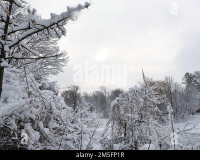 Kanadische Schneeszene in der Woche vor Weihnachten. Starke Schneewolken heben sich und die Sonne zeigt sich fast zwischen schneebedeckten Ästen. Stockfoto
