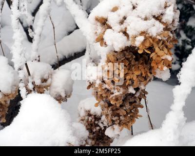 Kanadische Schneeszene in der Woche vor Weihnachten. Schöne, braune, getrocknete Hortensien, bedeckt mit frischem Schnee. Stockfoto
