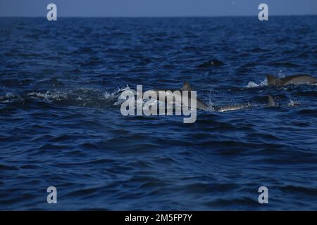 Delfinbeobachtung in Kalpitiya, Sri Lanka. Stockfoto