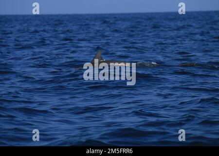 Delfinbeobachtung in Kalpitiya, Sri Lanka. Stockfoto