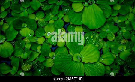 Pistia Stratiotes, die auf dem Wasser schwimmen Stockfoto