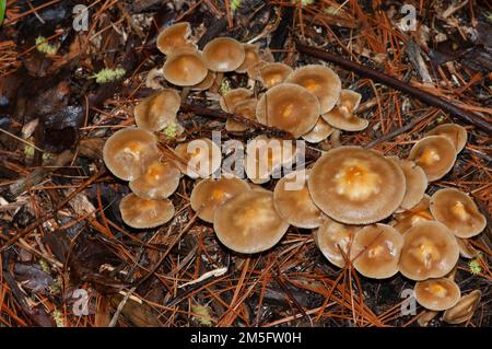 Psilocybe cyanescens Fruchtkörper in einem Mulchgebiet eines Werfens in Annandale, Virginia, USA Stockfoto