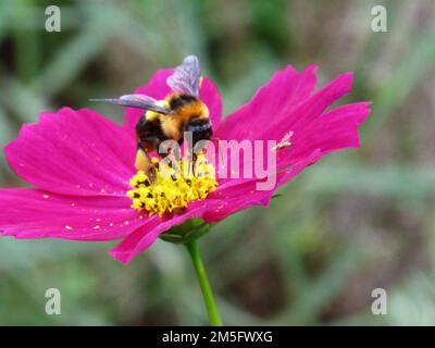 Bienen Insektenstangen und Nektar Süßwasser auf Blüten Flora Blüte und grüne Blattpflanze im Gartenpark tropische Frische auf dem Berg Mon Jam Stockfoto