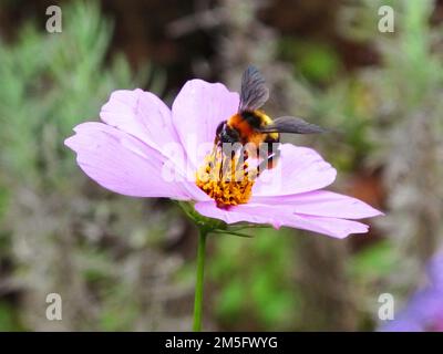 Bienen Insektenstangen und Nektar Süßwasser auf Blüten Flora Blüte und grüne Blattpflanze im Gartenpark tropische Frische auf dem Berg Mon Jam Stockfoto