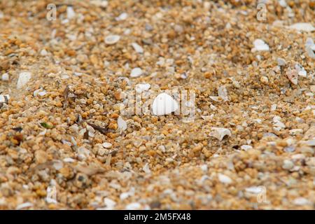 Sand mit Muscheln an einem Strand in Rio de Janeiro. Stockfoto