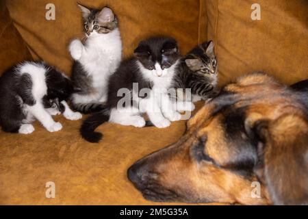 Kleines Kätzchen, das einen Hund ärgert. Katze und Hund harmonisch Seite an Seite, Kittenschutz über alle Arten hinweg. Tierpflege. Liebe und Freundschaft. Inland Stockfoto