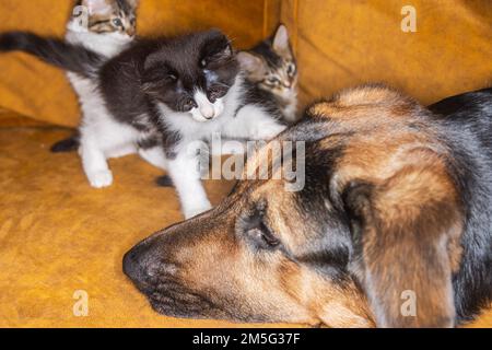 Kleines Kätzchen, das einen Hund ärgert. Katze und Hund harmonisch Seite an Seite, Kittenschutz über alle Arten hinweg. Tierpflege. Liebe und Freundschaft. Inland Stockfoto