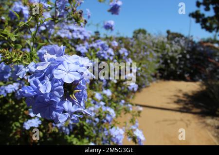 Blumen entlang des Pfads bei der San Juan Capistrano Mission Stockfoto