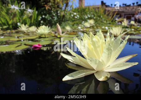 Wasserlilien im San Juan Capistrano Mission Fountain Stockfoto