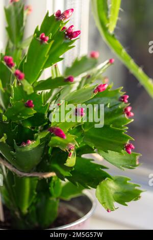 Falscher Weihnachtskaktus, Novemberkaktus (Schlumbergera truncata) Stockfoto