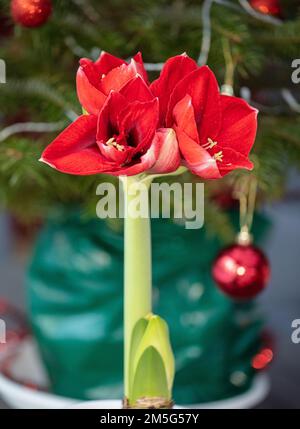 „Amorita Danu®“ Hippeastrum, Amaryllis (Hippeastrum x hortorum) Stockfoto