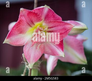 Hippeastrum x hortorum, Hippeastrum, Rozetta, Sigtuna, Schweden, Nordeuropa, Amaryllis, Amaryllidaceae, Amaryllid, mehrjährig, Bulbus, Familie Amaryllis, Amaryllisväxter Stockfoto