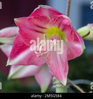 Hippeastrum x hortorum, Hippeastrum, Rozetta, Sigtuna, Schweden, Nordeuropa, Amaryllis, Amaryllidaceae, Amaryllid, mehrjährig, Bulbus, Familie Amaryllis, Amaryllisväxter Stockfoto