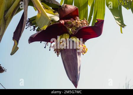 Grüne Bananen Baum Sommerfrucht mit einem Bündel Bananenblume in einem tropischen Garten in Bangladesch. Stockfoto