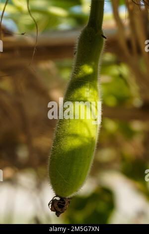 Porträtblick auf Grüne Kalabasch, auch bekannt als Flaschenkürbis, weißblütige Kürbisse, lange Melone, Lagenaria siceraria Stockfoto