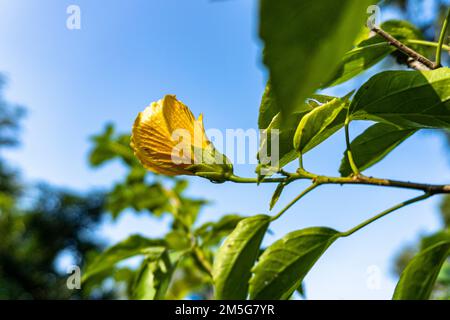 Tropisches Hibiscu. Farbenfroher hawaiianischer Hibiskus im Garten. Stockfoto