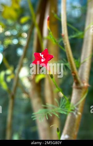 Porträtansicht der Blume Ipomoea Hederfolia mit selektivem Fokus Stockfoto