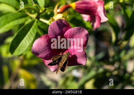Hibiscus rosa-sinensis, umgangssprachlich als Chinesischer Hibiskus, Chinesische Rose, hawaiianischer Hibiskus, Rosenblüte und Schuhknabberpflanze bekannt, Stockfoto