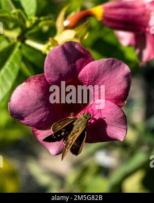 Wunderschöner Porträtblick auf rote Hibiskusblumen Stockfoto