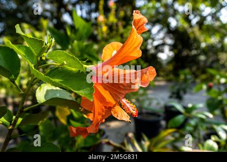 Hibiscus rosa-sinensis, umgangssprachlich als chinesischer Hibiskus bekannt, Chinesische Rose, hawaiianischer Hibiskus Stockfoto