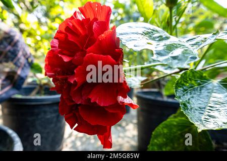 Rote Hibiskusblüten, verschwommener Hintergrund der Blätter Stockfoto