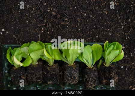 Salatpflanze auf dem Boden, Nahaufnahme. Romanischer Salat auf dem Boden. Frische Kräuter und Gemüse aus Ihrem Garten. Reines Gemüse in Ihrem Stockfoto