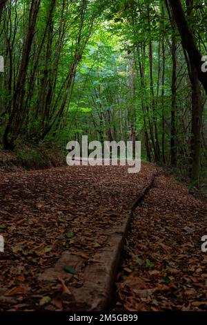 Wanderweg bedeckt mit braunen Blättern im Wald im Herbst. Naturpark Polonezkoy in Istanbul. Stockfoto