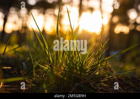 Gräser im Fokus bei Sonnenuntergang. Hintergrundfoto der Natur. Konzept der CO2-Neutralität. Hintergrundfoto des Earth Day. Stockfoto