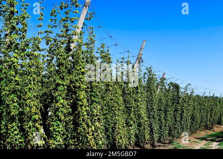 Erntfertiger Hopfen, Hopfengarten, Hopfenfeld, Hopfenreben, Hopfeneimer, Polen, Nandlstadt, Holledau, Hallertau, Oberbayern, Bayern, Deutschland Stockfoto