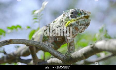 Nahaufnahme von Ð¡hameleon sitzt auf einem Ast, leckt seine Lippen und schaut sich während der Mauser um. Panther-Chamäleon (Furcifer pardalis) Stockfoto