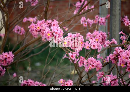 Rosa Trompetenbaum (Tabebuia rosea) in Blüte : (Pix Sanjiv Shukla) Stockfoto