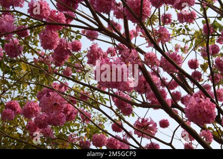 Rosa Trompetenbaum (Tabebuia rosea) in Blüte : (Pix Sanjiv Shukla) Stockfoto