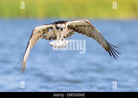 Westlicher Fischadler (Pandion haliaetus), der mit Fängen fliegt, Malchin-See, Mecklenburg-Vorpommern, Deutschland Stockfoto