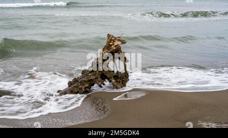 Treibholz am natürlichen Strand nahe Albarese, Parco Regionale della Maremma, nahe Grossetto, Toskana, Italien Stockfoto