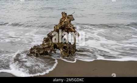 Treibholz am natürlichen Strand nahe Albarese, Parco Regionale della Maremma, nahe Grossetto, Toskana, Italien Stockfoto