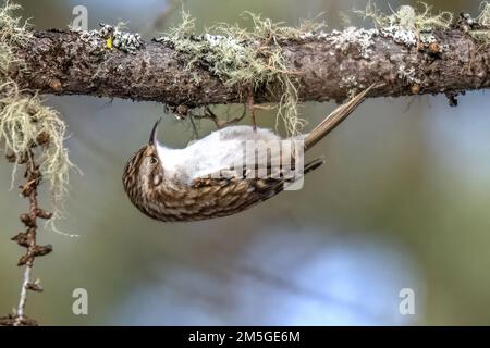 Vogel, Tier, Natur, Schweiz, Baumläufer, Waldbaumläufer, Certhia familiaris, eurasischer Baumpfänger, gemeiner Baumpfänger Stockfoto