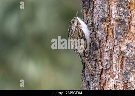 Vogel, Tier, Natur, Schweiz, Baumläufer, Waldbaumläufer, Certhia familiaris, eurasischer Baumpfänger, gemeiner Baumpfänger Stockfoto