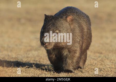 Gewöhnlicher Wombat (Vombatus ursinus), im Abendlicht, direkt auf den Fotografen, Tasmanien, Australien Stockfoto