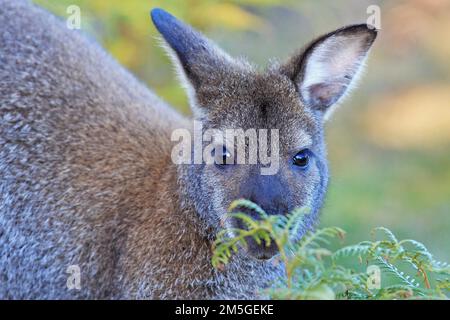 Rothalskännchen (Notamacropus rufogriseus), Kopfporträt, in die Kamera schauen, sich hinter Farn verstecken, Tasmanien, Australien Stockfoto