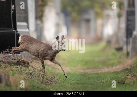 Europäischer Reh (Capreolus capreolus), weiblich, auf dem Friedhof, zwischen Grabsteinen, Wiener Zentralfriedhof, Wien, Österreich Stockfoto