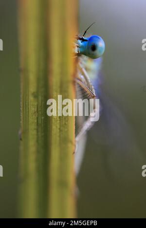 Weißbeinschwanzfliege (Platycnemis pennipes), die von einem Schilf mit einem blauen Auge aus blickt, Porträt, Isental, Bayern, Deutschland Stockfoto