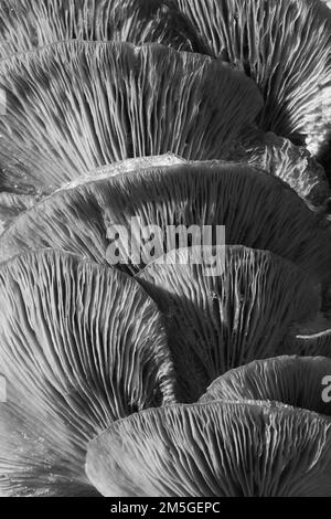 Austernpilze (Pleurotus ostreatus), gestapelte Pilze auf Baumstamm, schneebedeckt, schwarz-weiß, Strukturen, Vogelsberg, Hessen, Deutschland Stockfoto