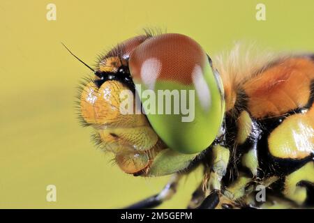 Ruddy Dartscheibe (Sympetrum sanguineum), weiblich, Makro, detailliertes Kopfporträt, Isental, Bayern, Deutschland Stockfoto