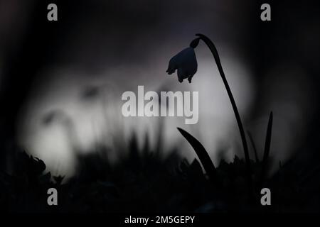 Schneeflocke im Frühling (Leucojum vernum), einzelne Pflanze als Silhouette in dunkler mystischer Umgebung mit mehreren verschwommenen Blumen im Hintergrund, Dämmerung Stockfoto